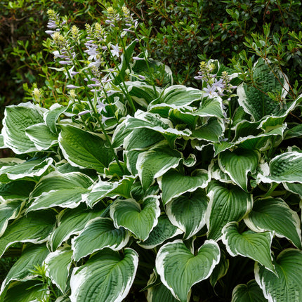Hosta 'Patriot'