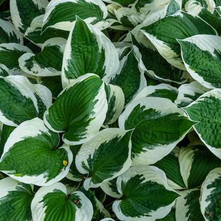 Hosta 'Patriot'