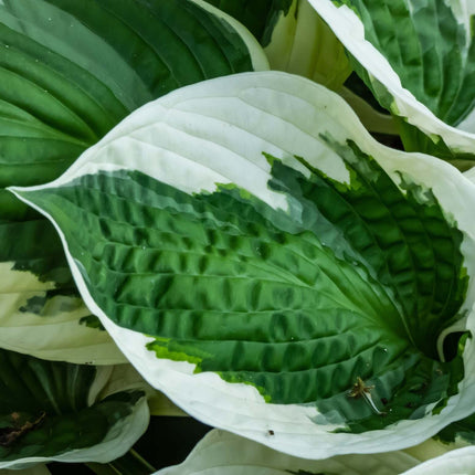 Hosta 'Patriot'