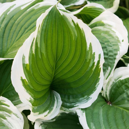 Hosta 'Patriot'