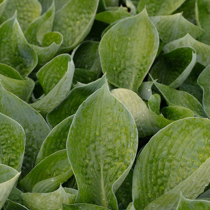 Hosta 'Abiqua Drinking Gourd'
