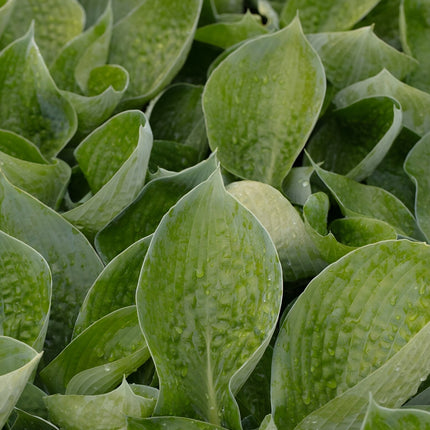 Hosta 'Abiqua Drinking Gourd'