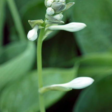 Hosta 'Abiqua Drinking Gourd'