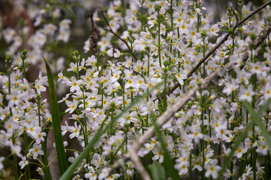 Hottonia Palustris - Marginal Pond Plants  - Pond Plants - Water Plants - OX009