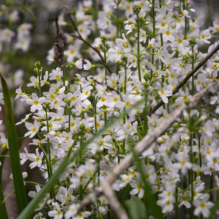Hottonia palustris