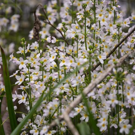 Hottonia palustris