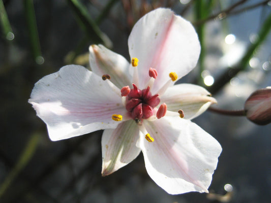 Hottonia Palustris - Marginal Pond Plants  - Pond Plants - Water Plants - OX009