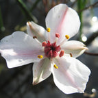 1 / 7cm Bareroot