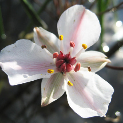 Hottonia palustris
