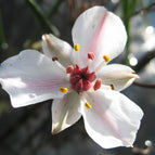 1 / 7cm Bareroot