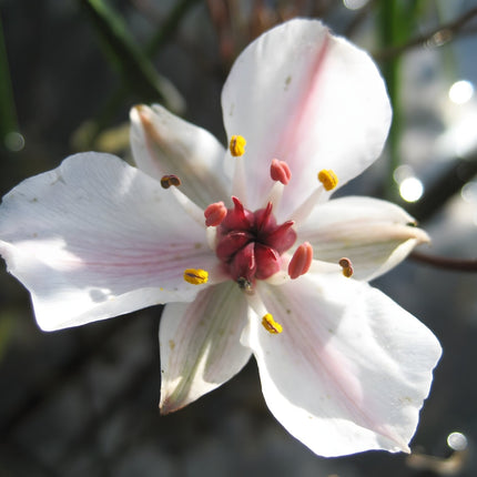 Hottonia palustris