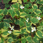 1 / 7cm Bareroot