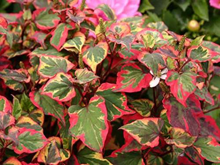 Houttuynia cordata 'Chameleon'