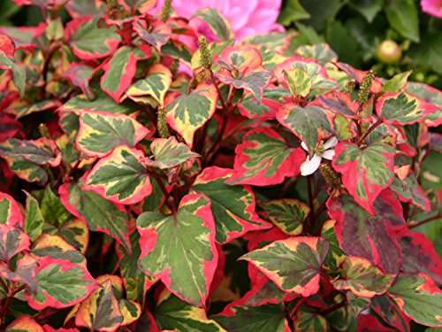 Houttuynia cordata 'Chameleon' (Harlequin plant) - Marginal pond plant - MP044