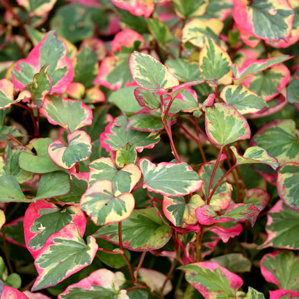 Houttuynia cordata 'Chameleon'