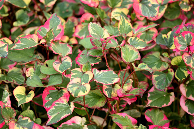 Houttuynia cordata 'Chameleon'