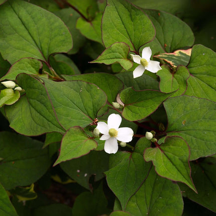 Houttuynia cordata 'Plena'