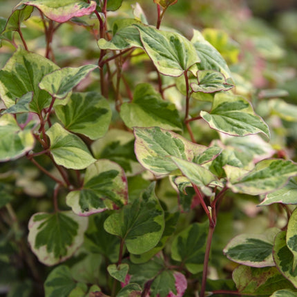 Houttuynia cordata 'Chameleon'