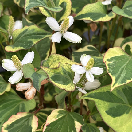 Houttuynia cordata 'Chameleon'