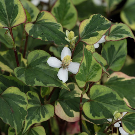 Houttuynia cordata 'Chameleon'