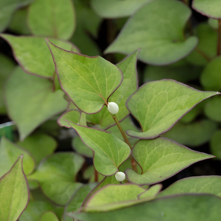 Houttuynia cordata 'Plena'