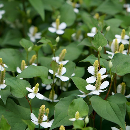 Houttuynia cordata 'Plena'