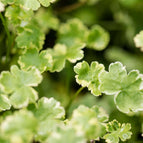 1 / 7cm Bareroot