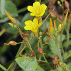 1 / 7cm Bareroot