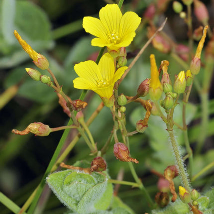 Hypericum elodes
