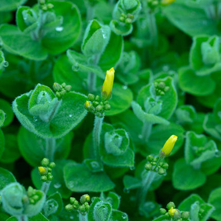 Hypericum elodes