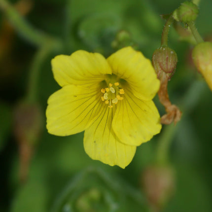 Hypericum elodes