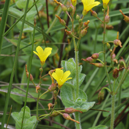 Hypericum elodes