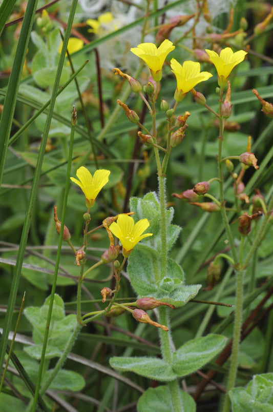 Hypericum elodes (Marsh St John's Wort) - Marginal Pond Plants - MP047