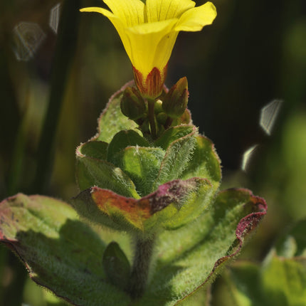 Hypericum elodes