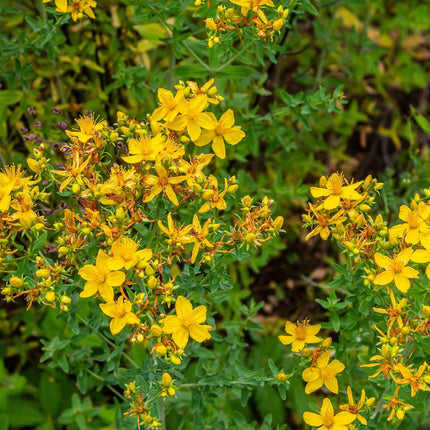 Hypericum perforatum