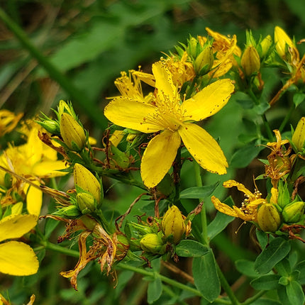 Hypericum perforatum