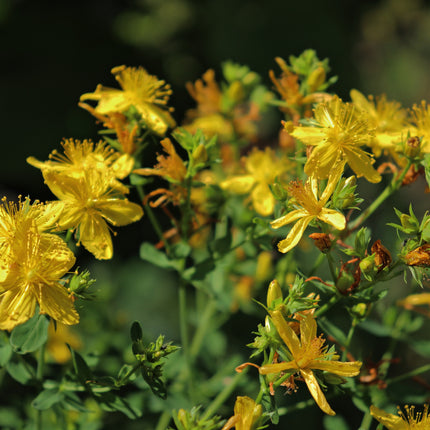 Hypericum perforatum