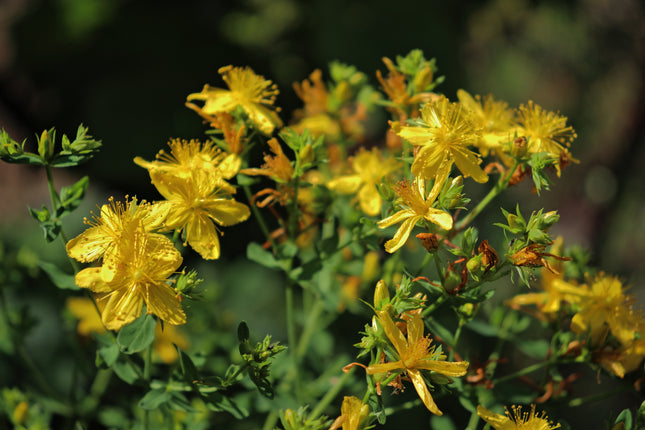 Hypericum perforatum