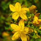 1 / 7cm Bareroot