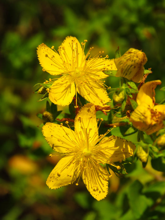 Hypericum perforatum - Marginal Pond Plants - MP047A