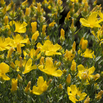 Hypericum polyphyllum 'Grandiflorum'