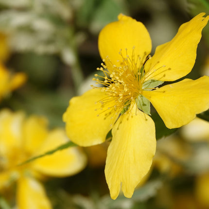 Hypericum polyphyllum 'Grandiflorum'