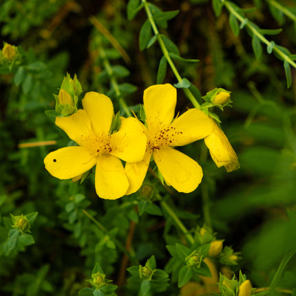 Hypericum polyphyllum 'Grandiflorum'