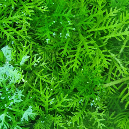 Hottonia Palustris - 1- 25 Bunches / Oxygenating Pond Water Plants/ weed - OX009