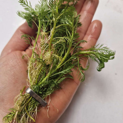 Hottonia Palustris - 1- 25 Bunches / Oxygenating Pond Water Plants/ weed - OX009
