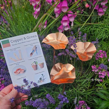 5 x Copper Bee Drinker Bundle