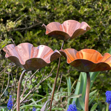5 x Copper Bee Drinker Bundle