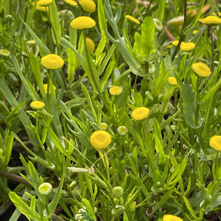 Cotula coronopifolia