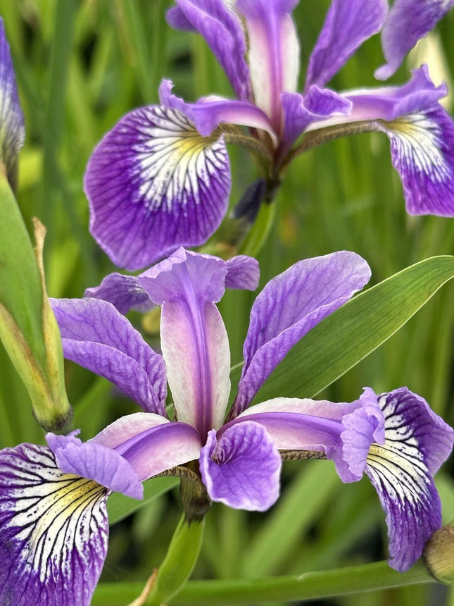Iris versicolor (Blue flag or Poison flag)