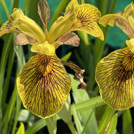 Iris pseudacorus 'Berlin Tiger'